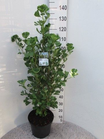 Ginkgo b. Fastigiata Blagon 80-100 P30, D 30