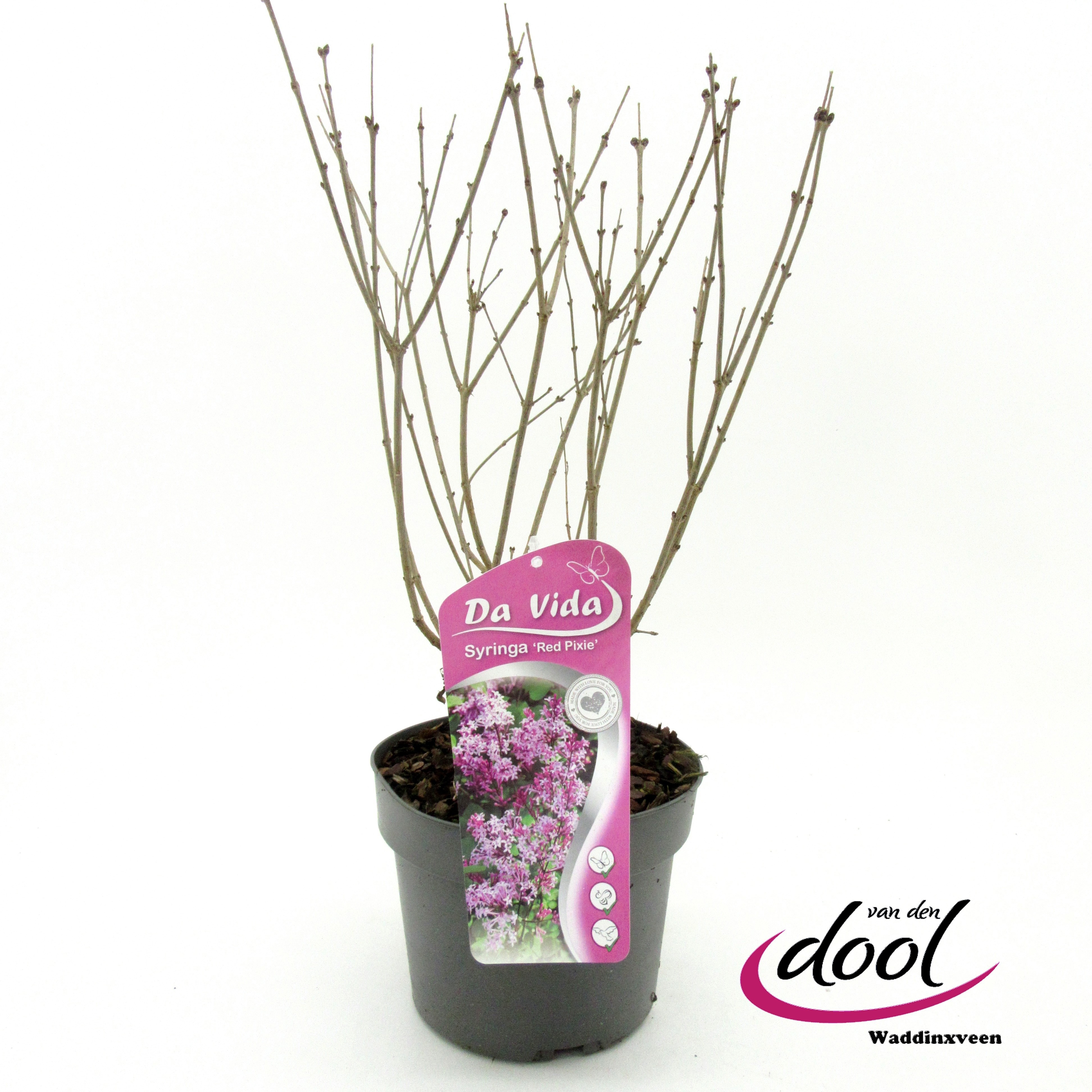 Syringa mey. Red Pixie, D 19