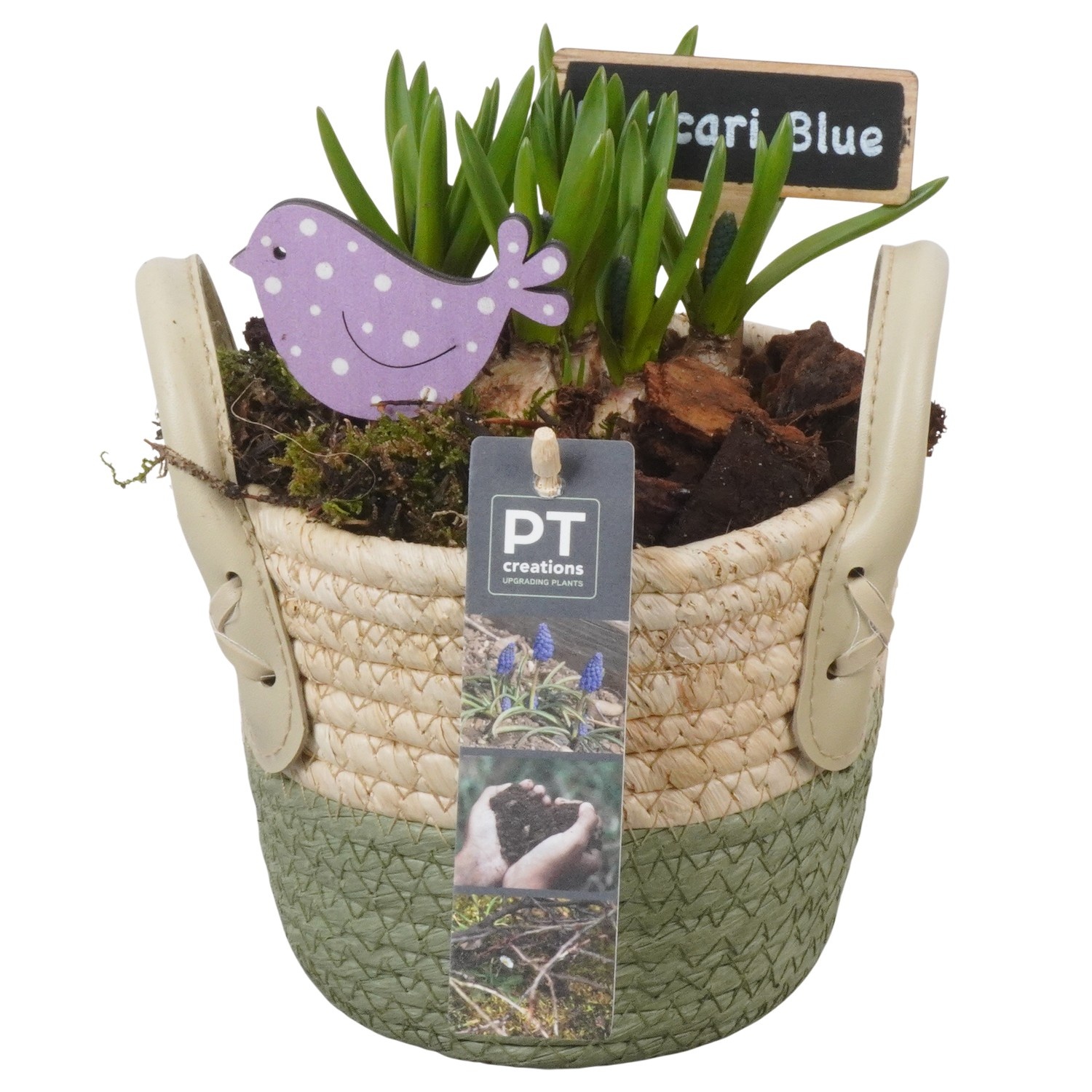 PTMB6207 Arrangement Muscari Blue in riet mand, D 14