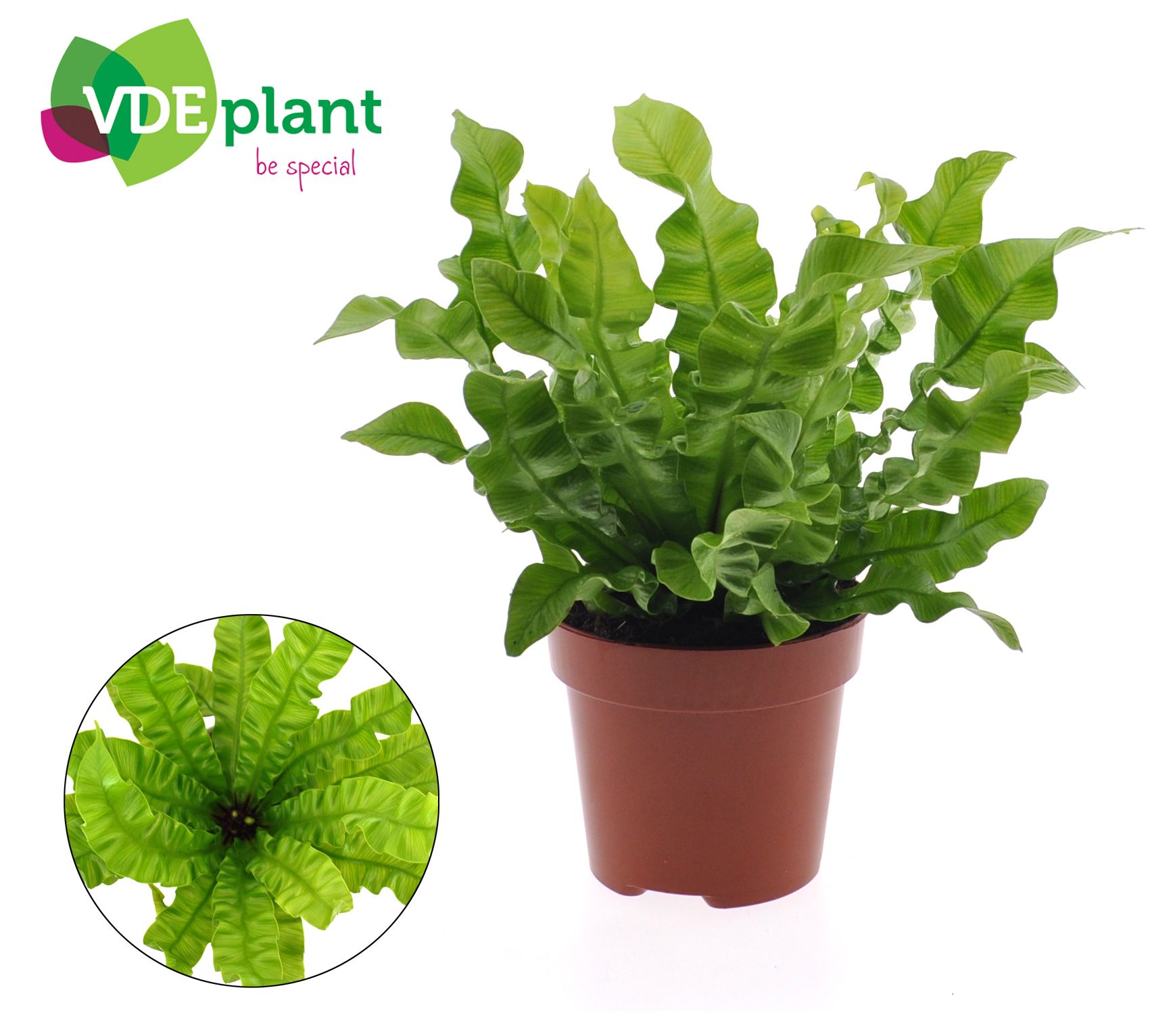 Crispy wave 12cm, D 12