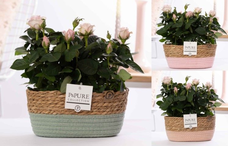 2x Rosa light pink in P&PURE Fieldbasket 7, D 12