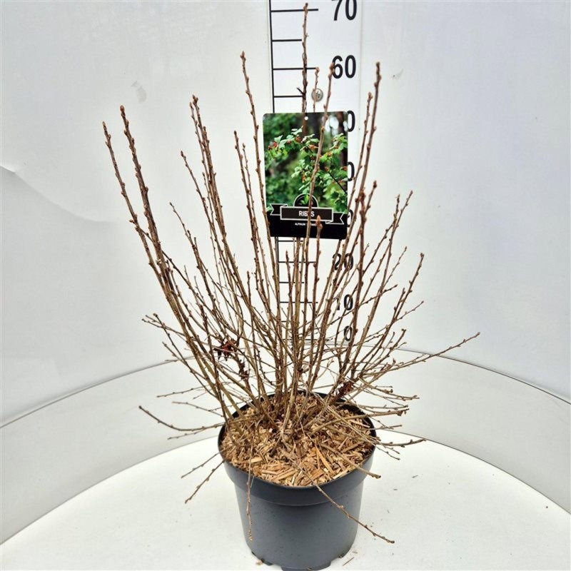 Ribes alpinum 'Schmidt', D 29