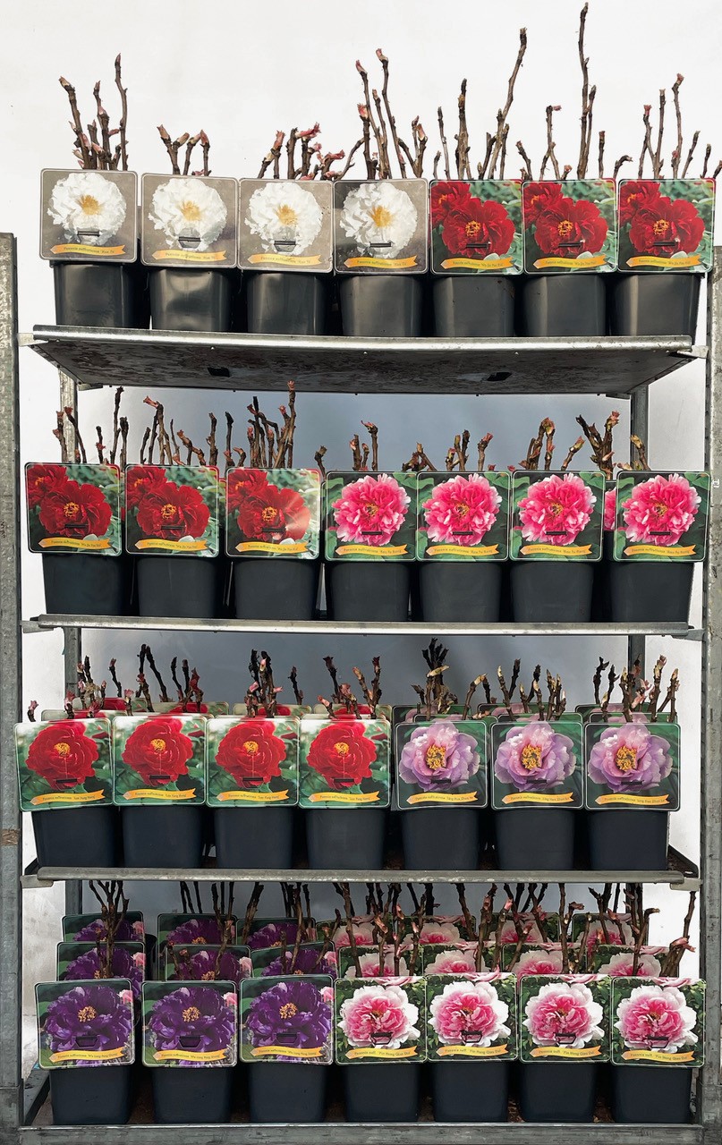 Paeonia suffruticosa Mix CC C5, D 21