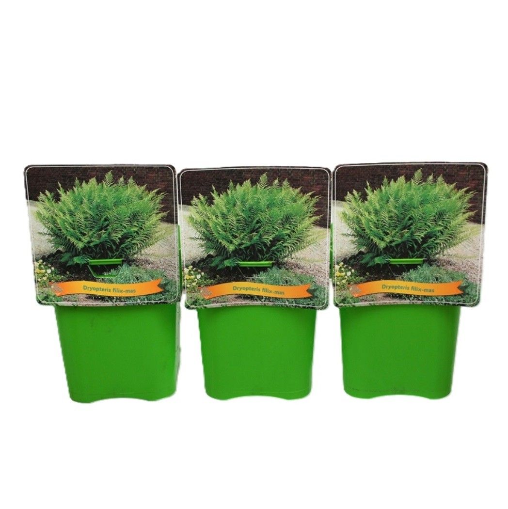 Dryopteris filix-mas C5, D 21