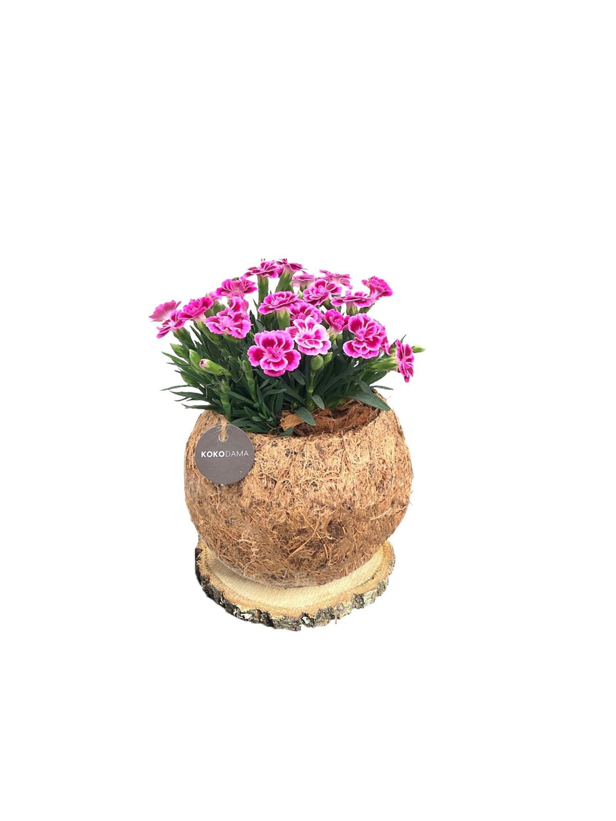 Kokodama 15 cm Trunk Dianthus Pink Kisses, D 15