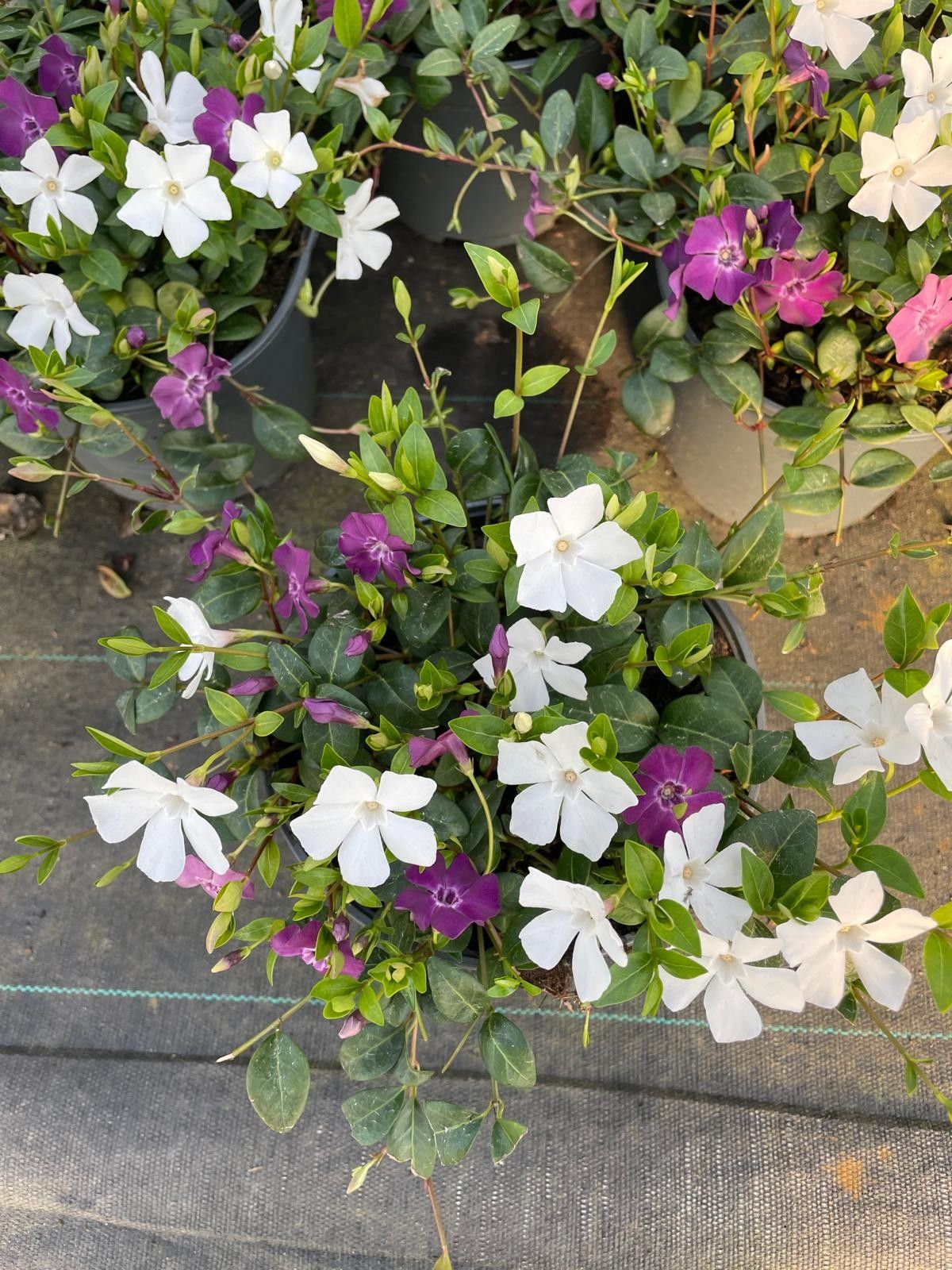 Vinca minor 'Duo' red/white, D 17