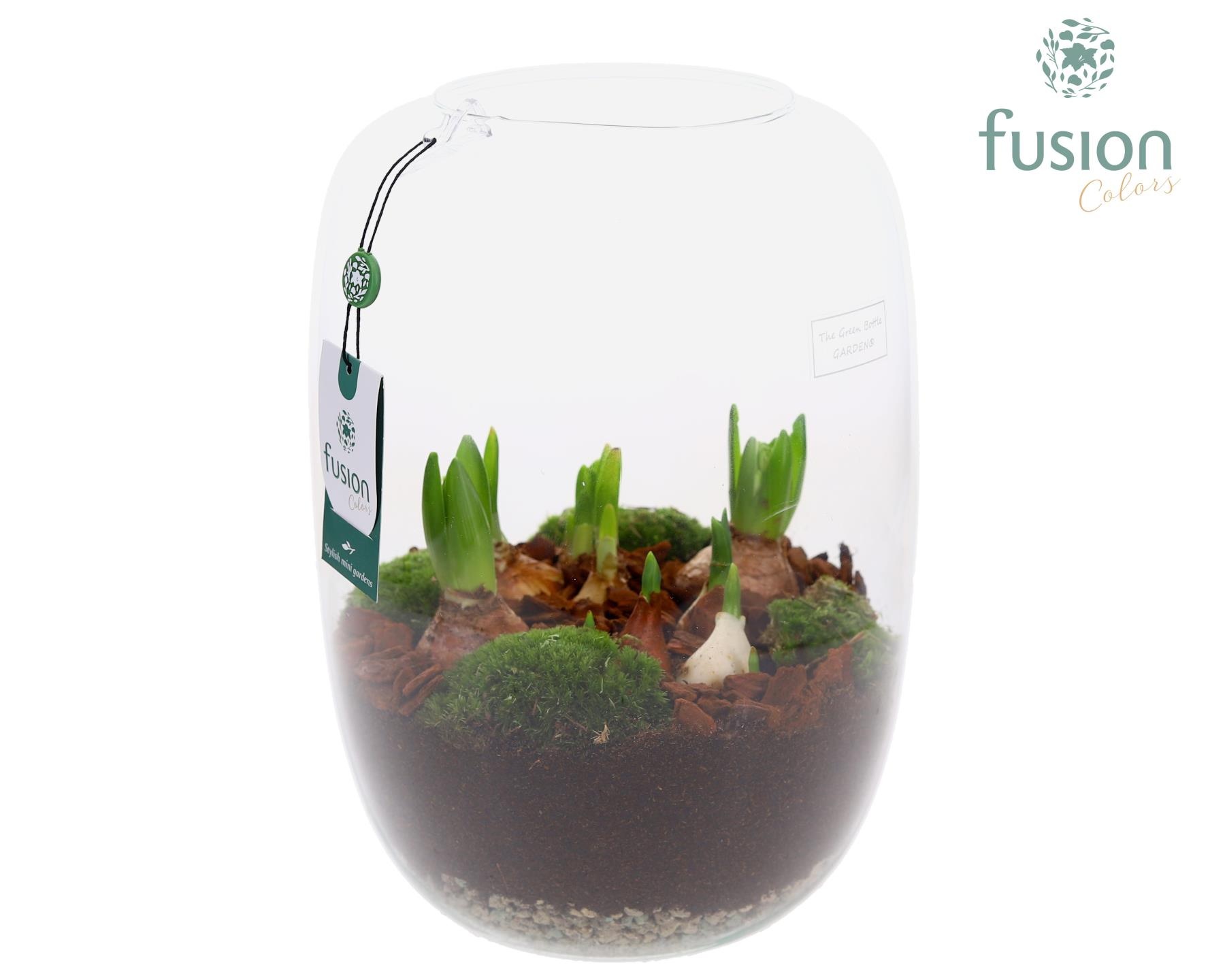 Green Bottle Isabella XLarge met Bollen mix, D 23