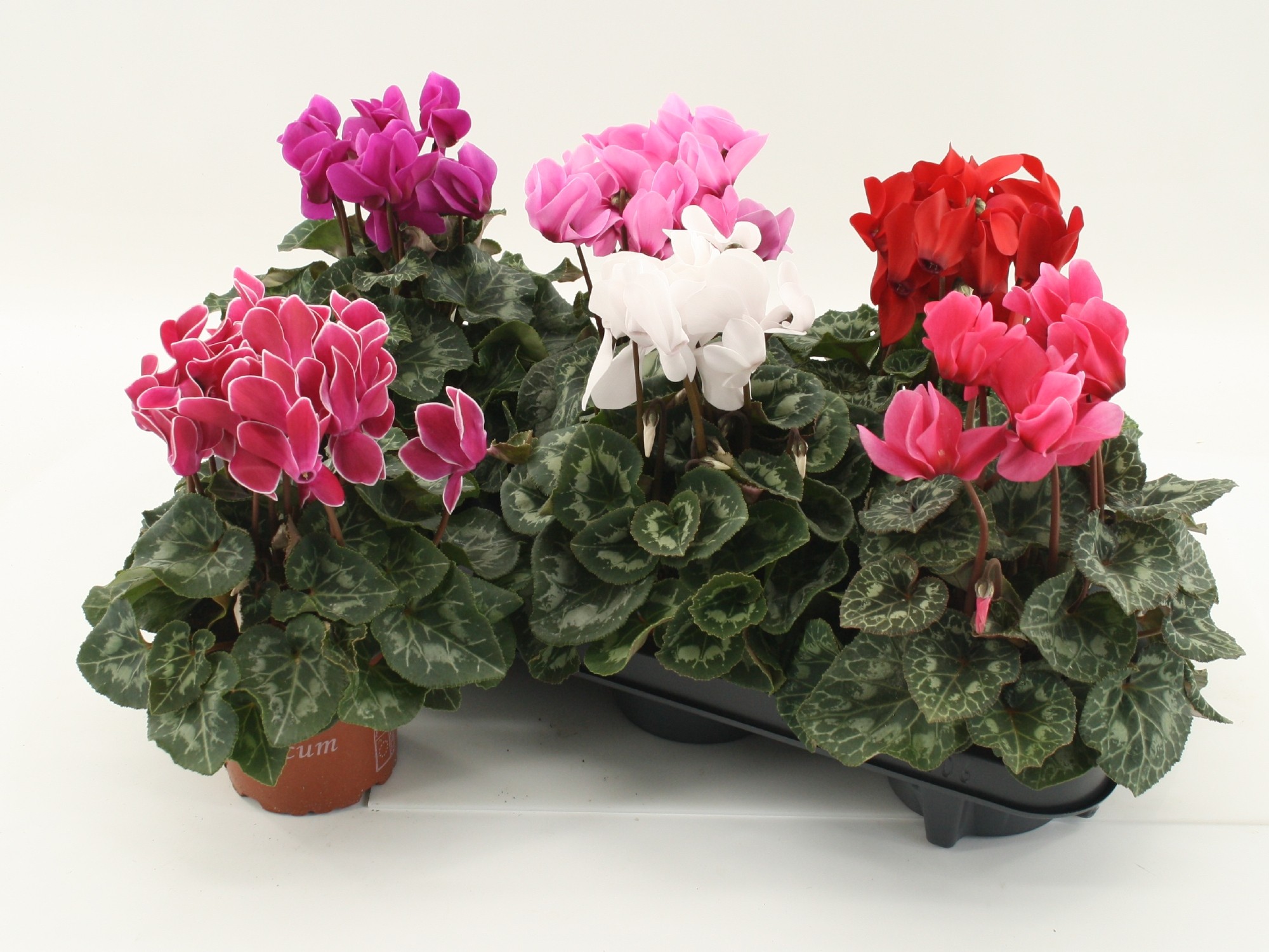 Cyclamen Super Serie Macro Midi Pot 12, D 12