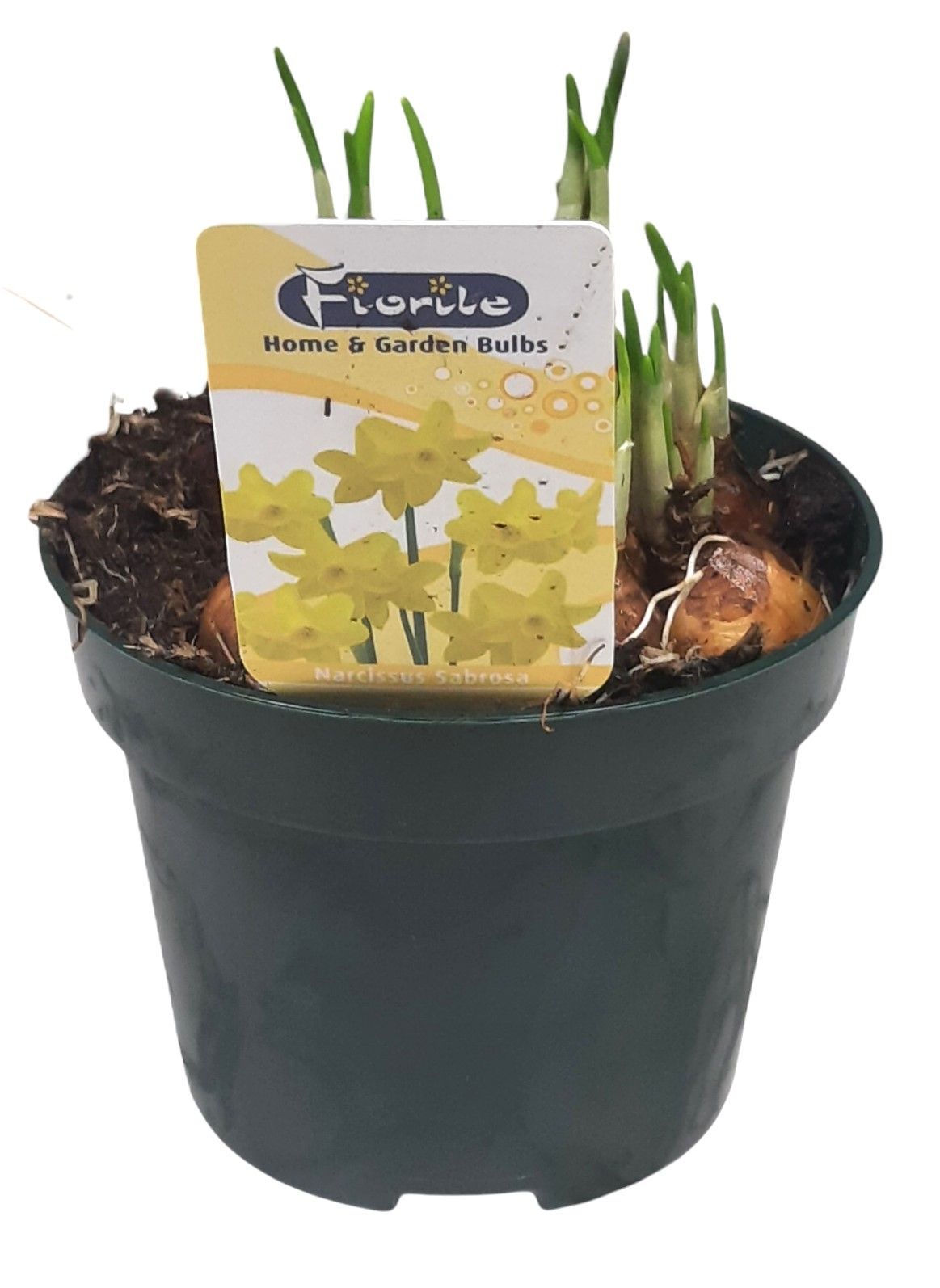 Narcis Sabrosa, D 12