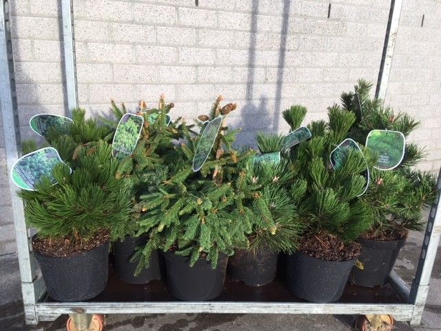 Pinus mix, D 26