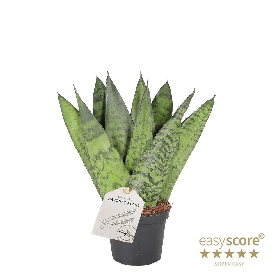SANSEVIERIA TRIFASCIATA 'ZEYLANICA', D 9
