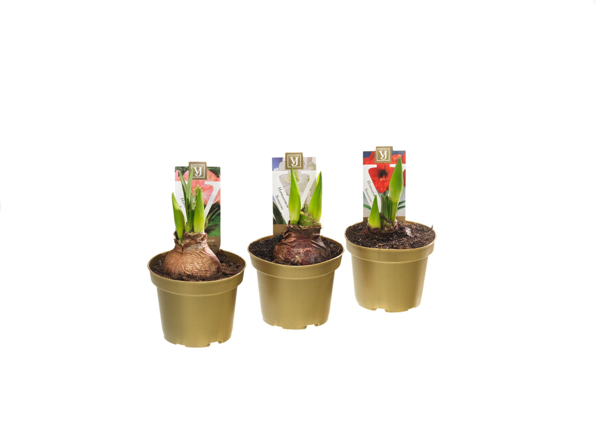 Hippeastrum Sonatini Mix, D 10