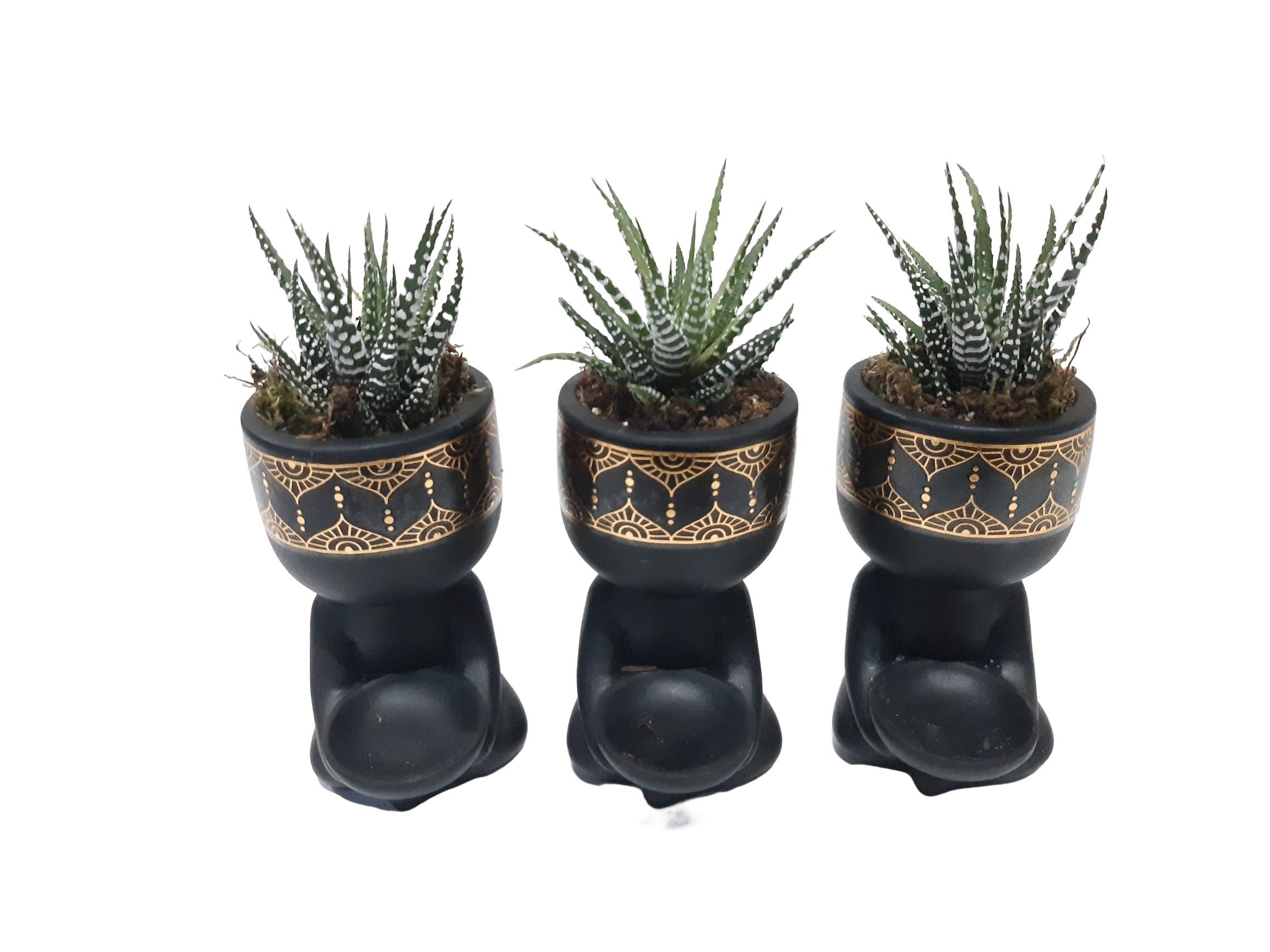 BZ10HBB Buddha Zwart Haworthia Big Band kerst, D 10