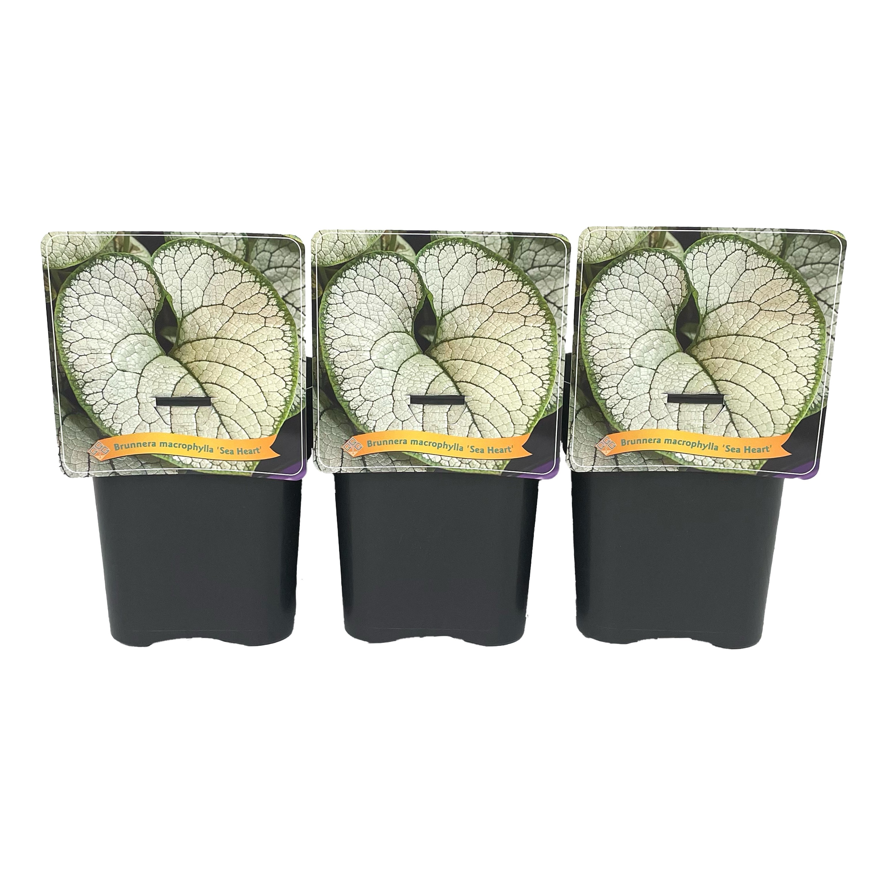Brunnera macr. 'Sea Heart' C5, D 21