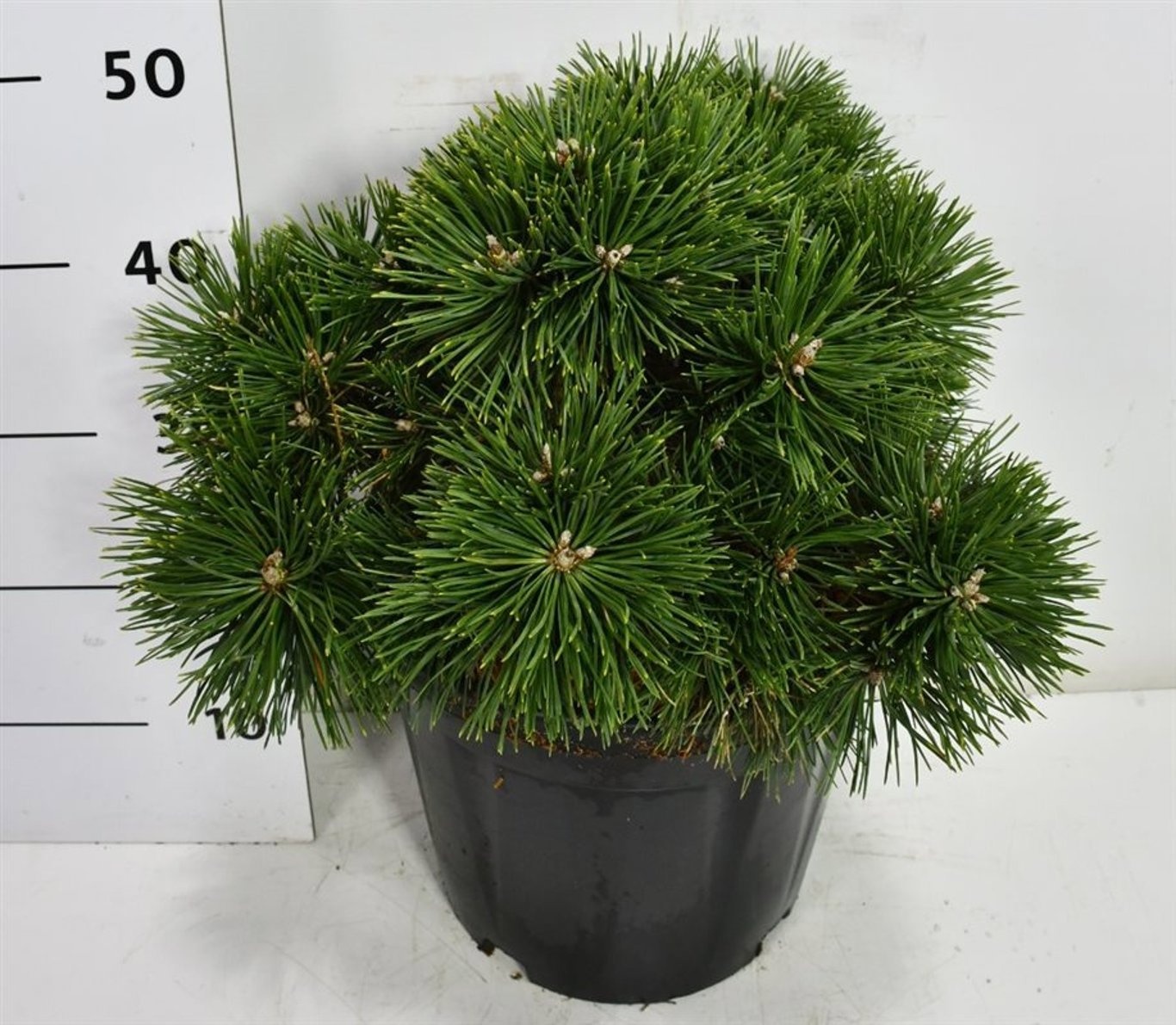 Pinus mugo 'Green Pearl', D 32