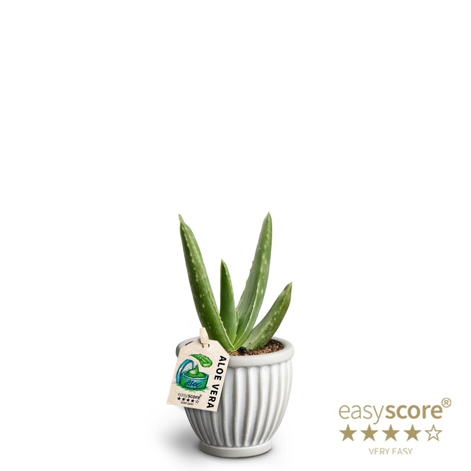 Athena, Aloe Vera, D 7