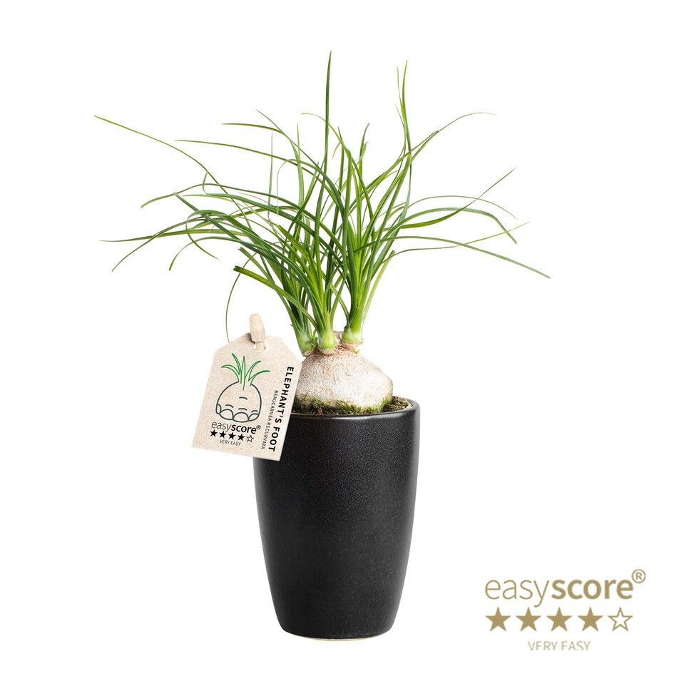 Classic Black, Beaucarnea, D 7