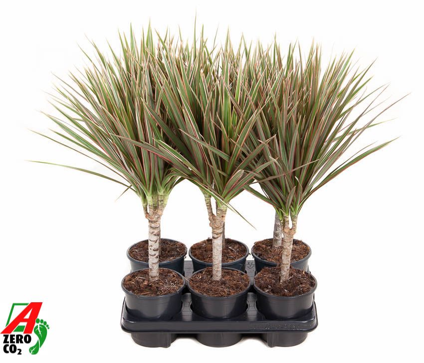 Dracaena Bicolor 15cm stam P13, D 13