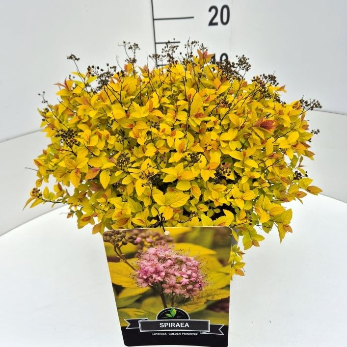 Spiraea jap. 'Golden Princess', D 28