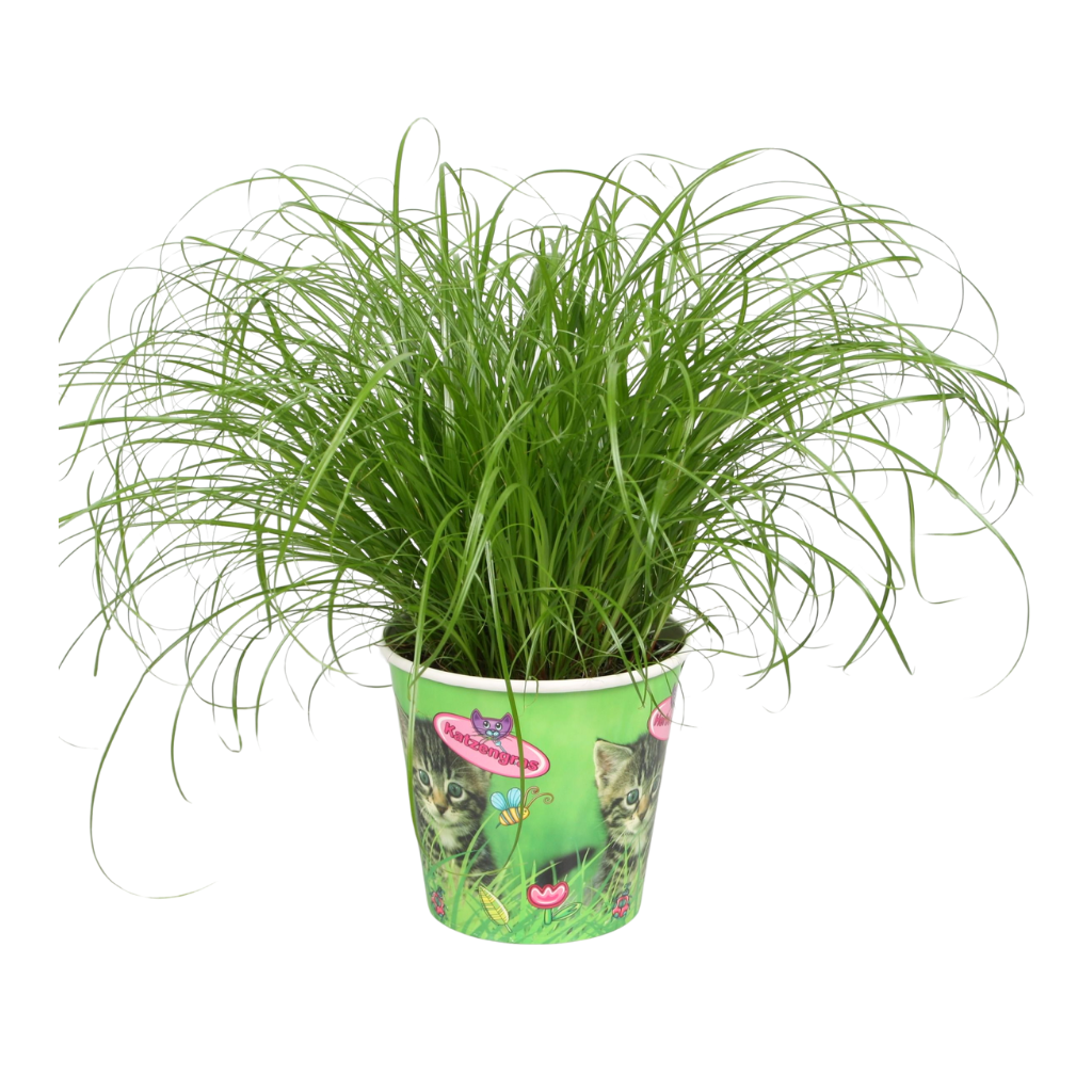 Cyperus alternifolius Zumula in kattenbeker, D 12