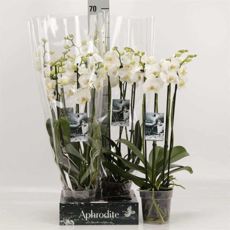 Phalaenopsis overig wit 4 Tak wit Goddess, D 12