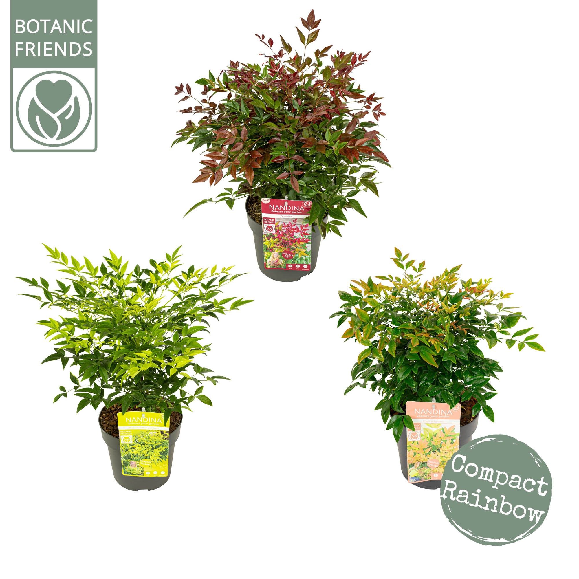 Nandina dom. Mix, D 19
