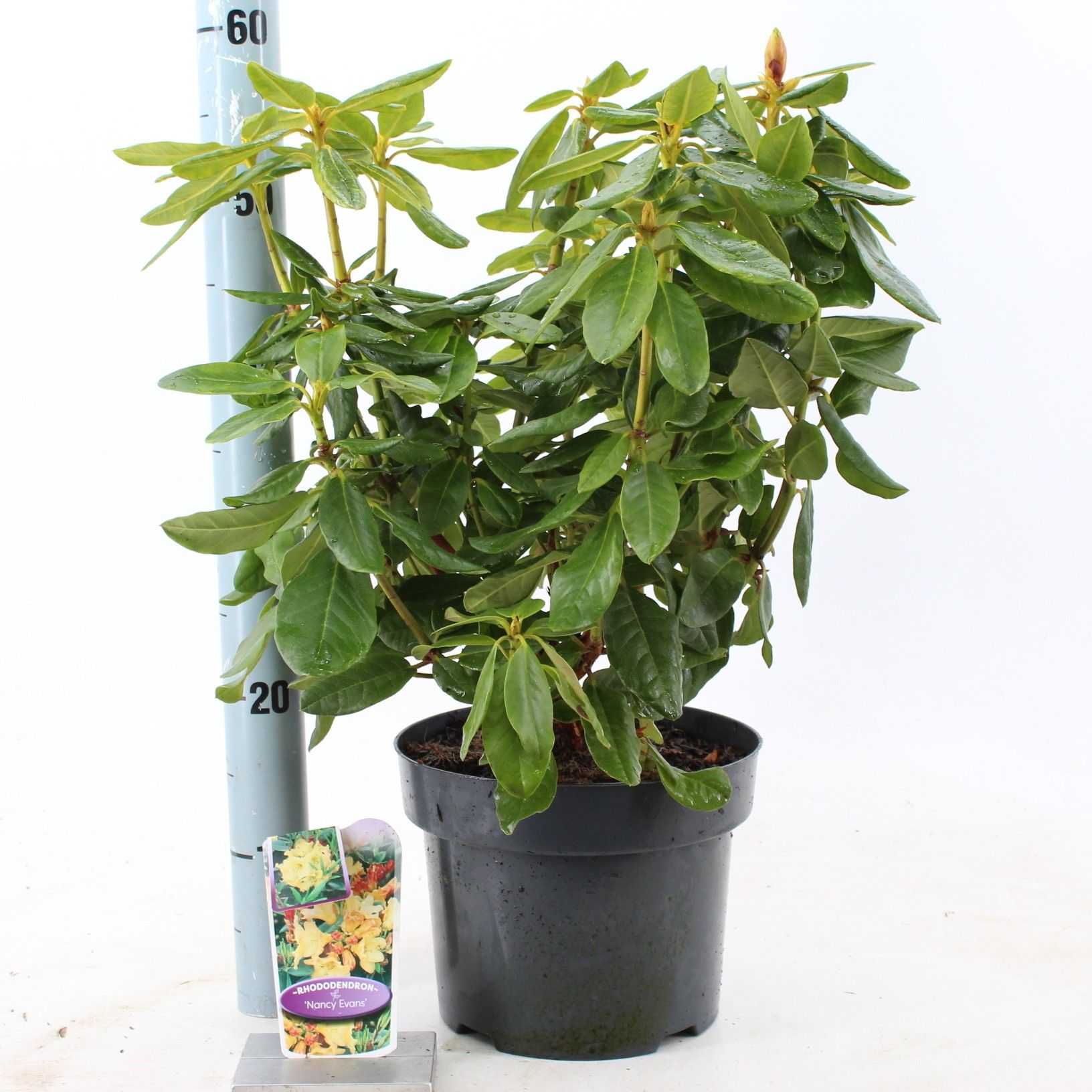 Rhododendron 'Nancy Evans', D 23 cm