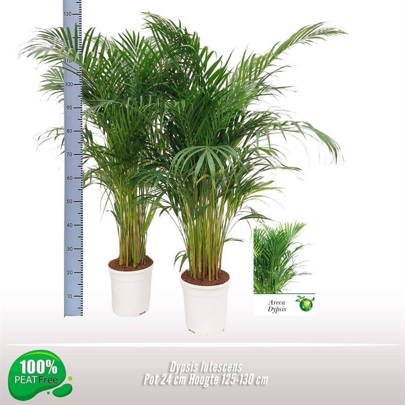 Dypsis lutescens, D 24