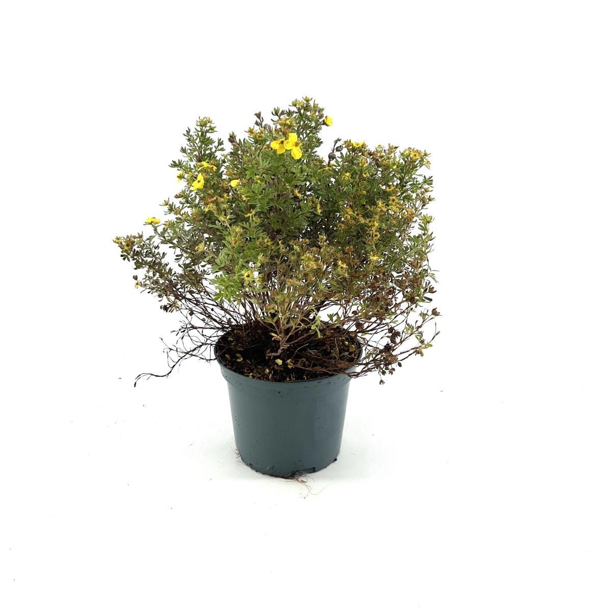 Potentilla f. 'Kobold', geel, D 17