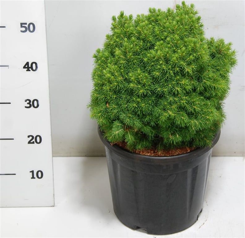 Picea gl. 'Alberta Globe', D 32
