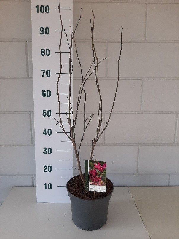 Magnolia susan, D 23