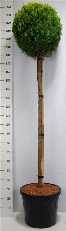 Thuja occ. 'Aurea Nana', D 54