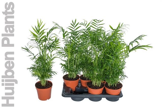 Chamaedorea Pot 17 cm, D 17
