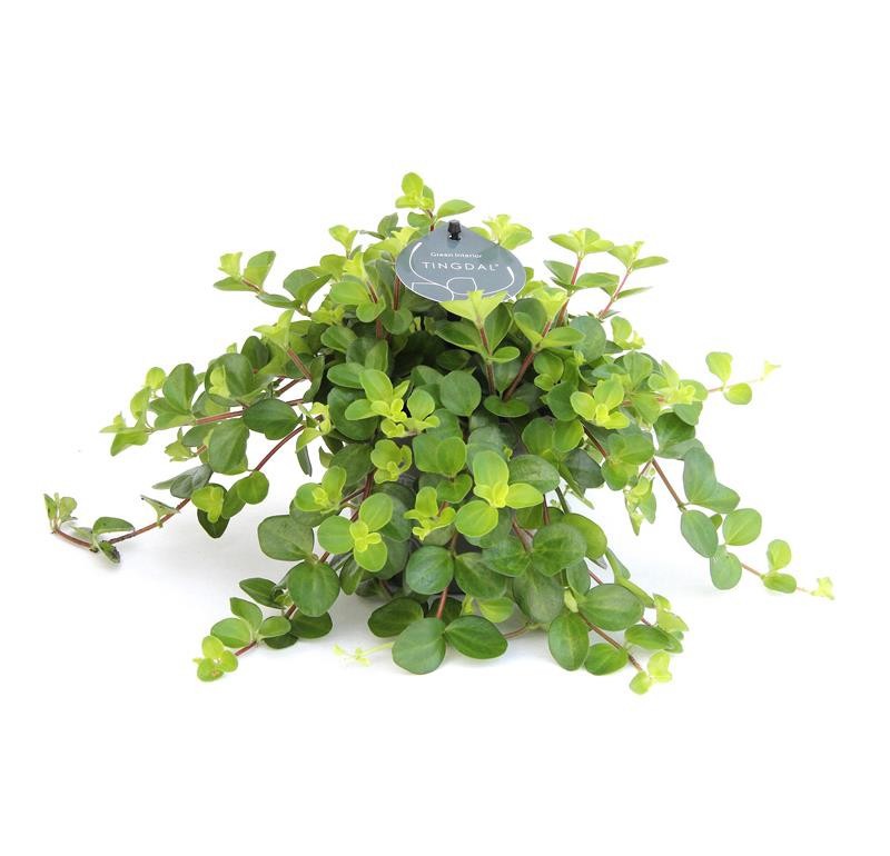 PEPEROMIA ROTUNDIFOLIA 'ROTUNDIFOLIA', D 12