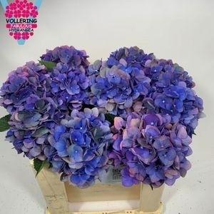 Гортензия Фабулус Анне Классик 50, шт.