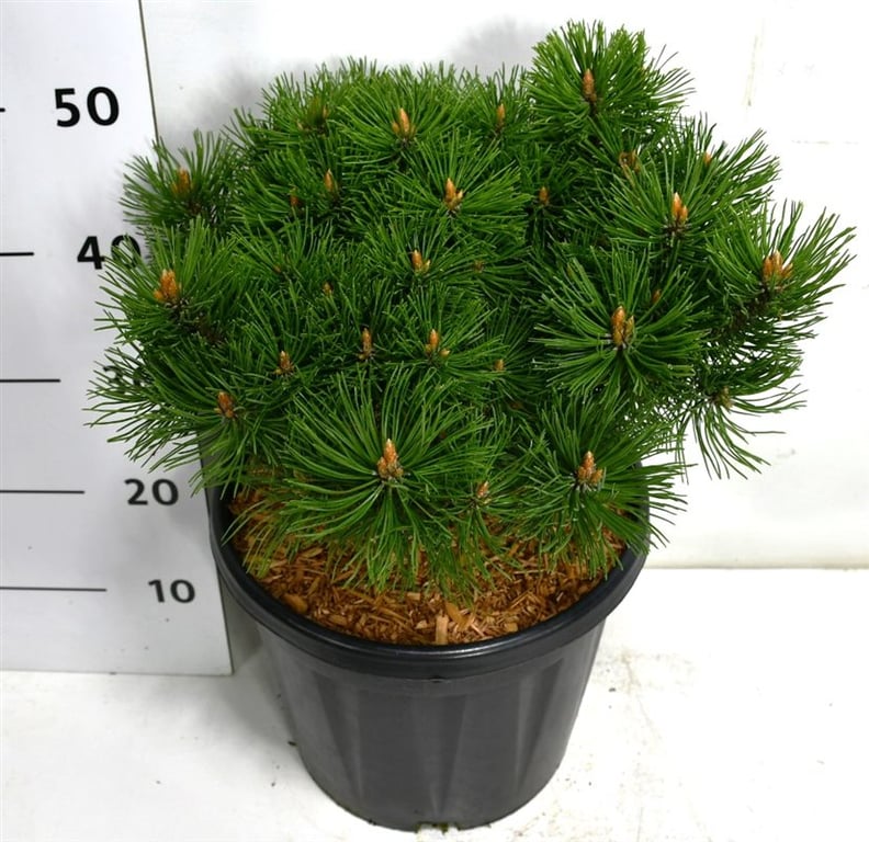 Pinus mugo "Mumpitz", D 32