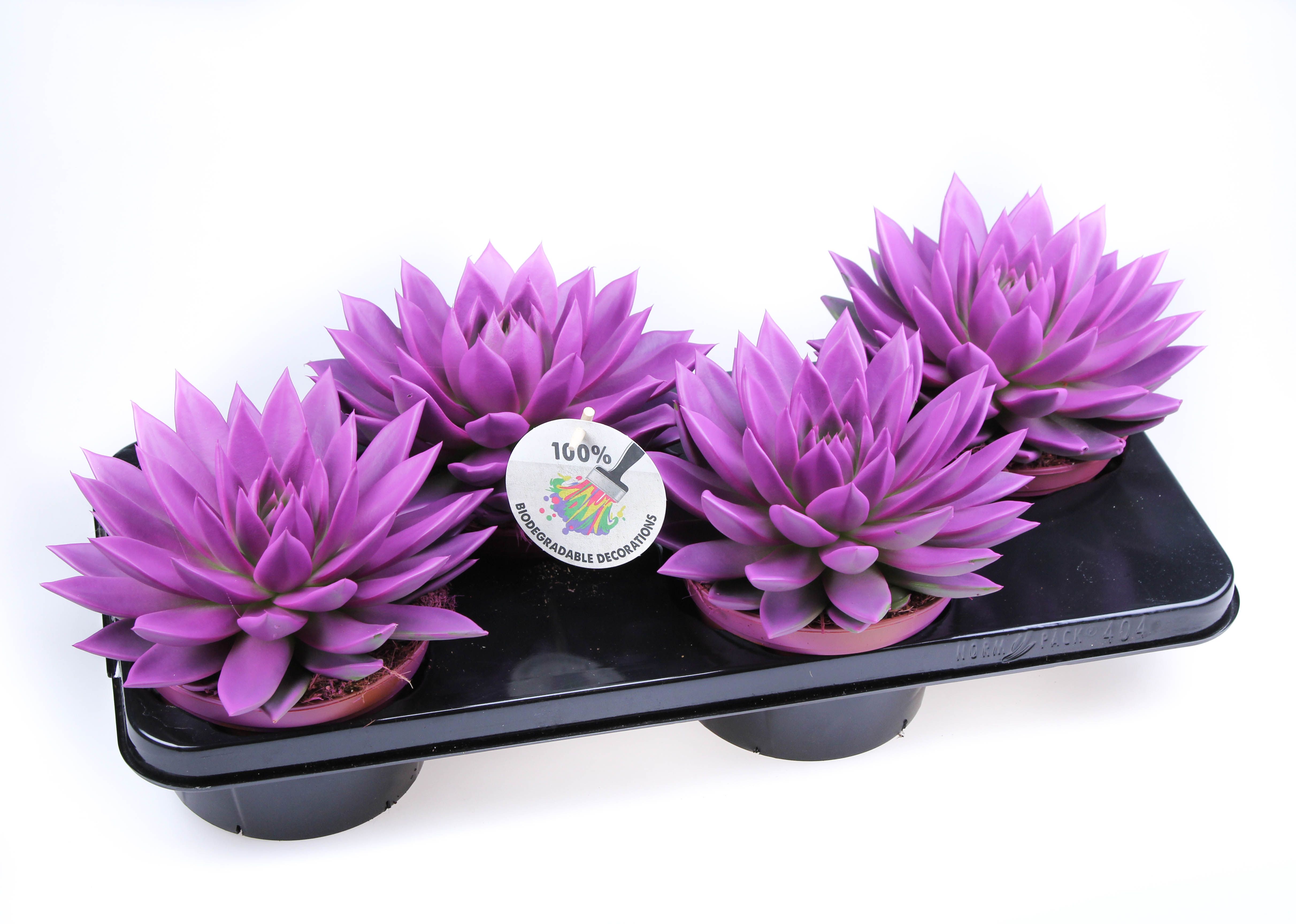 Rainbow fuchsia, D 15