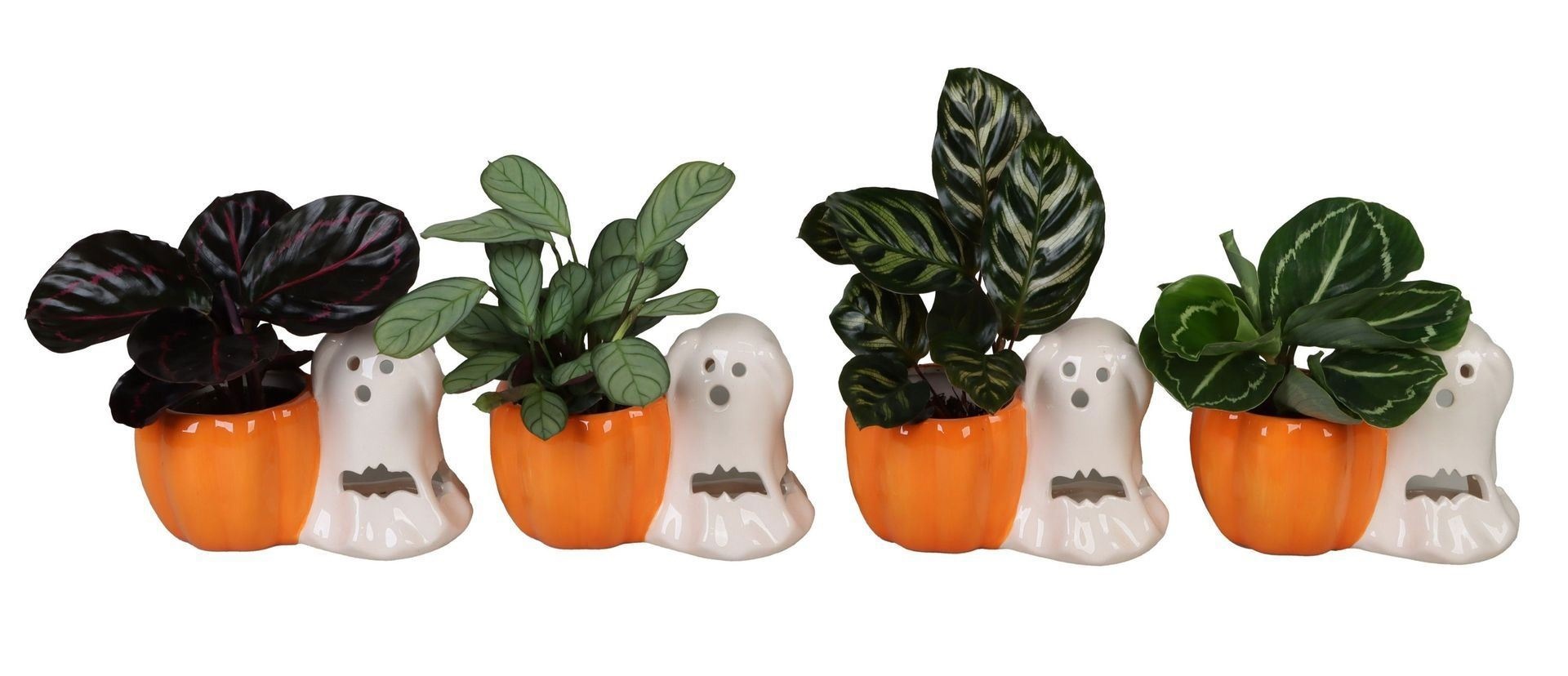 L 66454 With Calathea Mix 6 cm, D 6