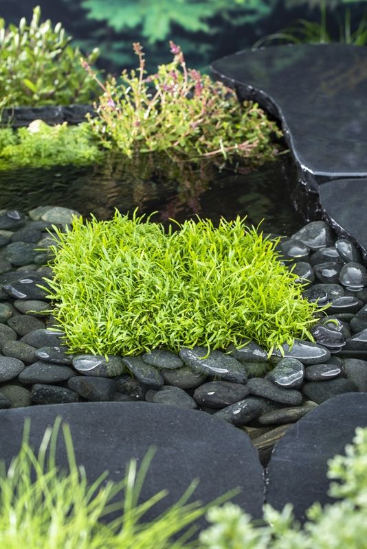 Lilaeopsis brasiliensis (11x11), D 11