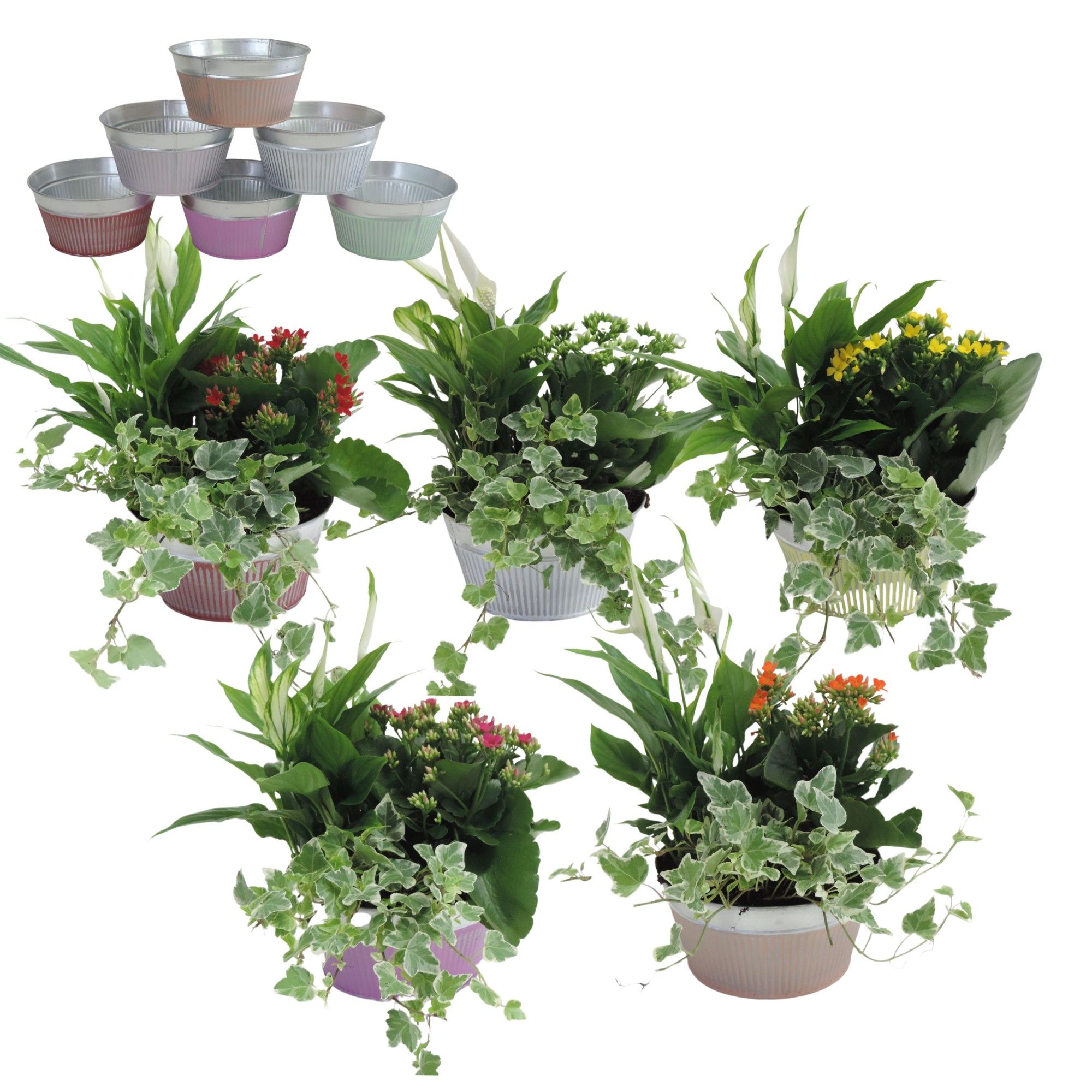 Collectie Floor Arrangement in Schaal 18 cm, D 18