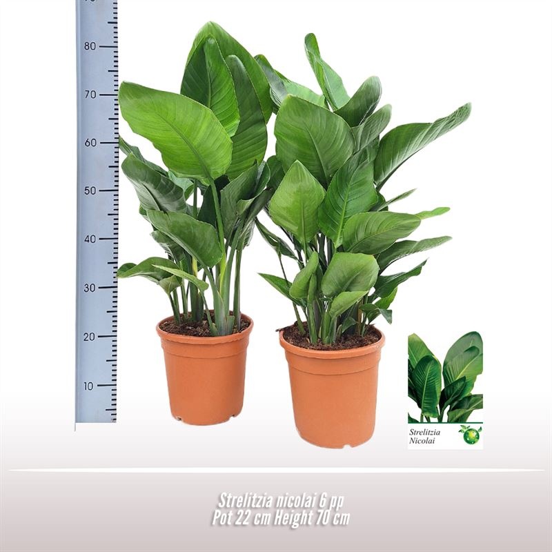 Strelitzia nicolai 6 per pot, D 22