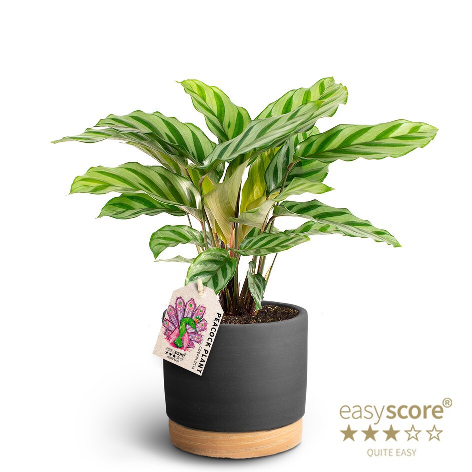 Woodbase Liqurice, Calathea Freddy, D 12