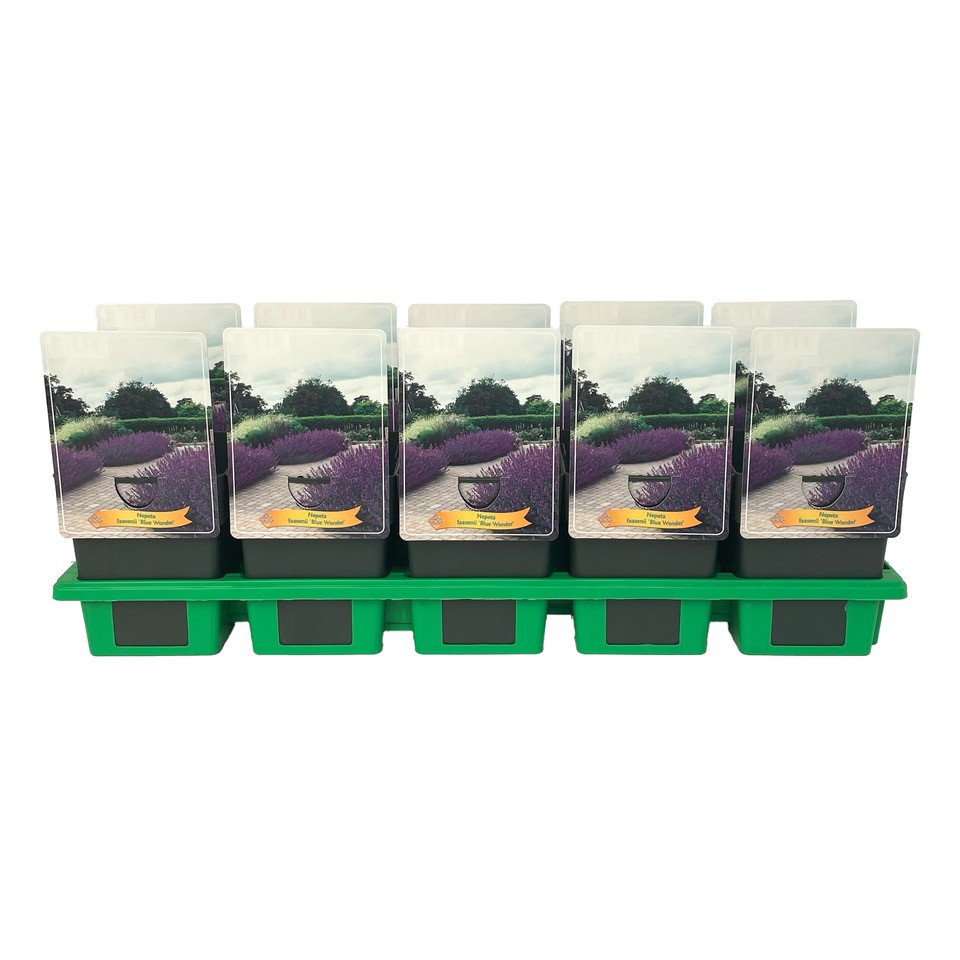 Nepeta faasenii 'Blue Wonder' P11, D 11