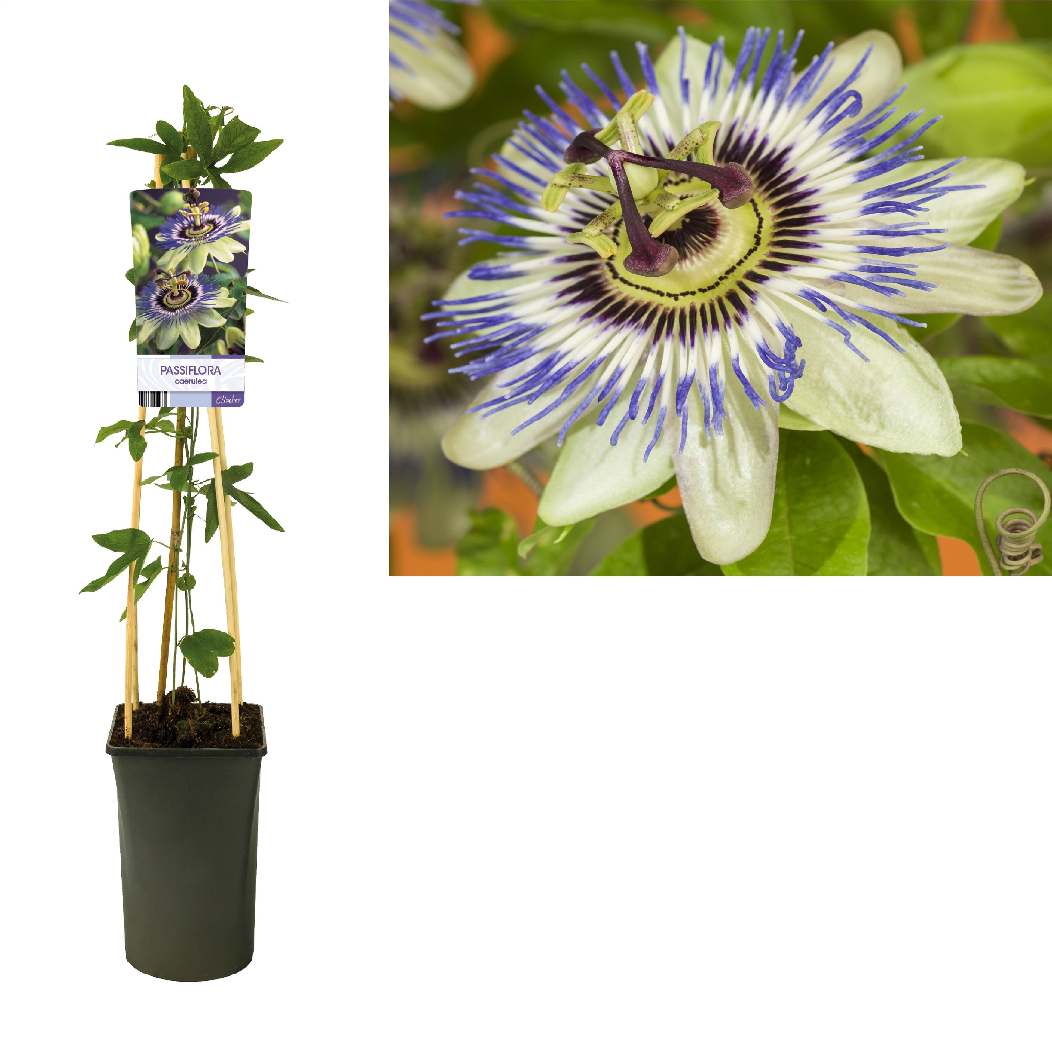 Passiflora caerulea +light label, D 17