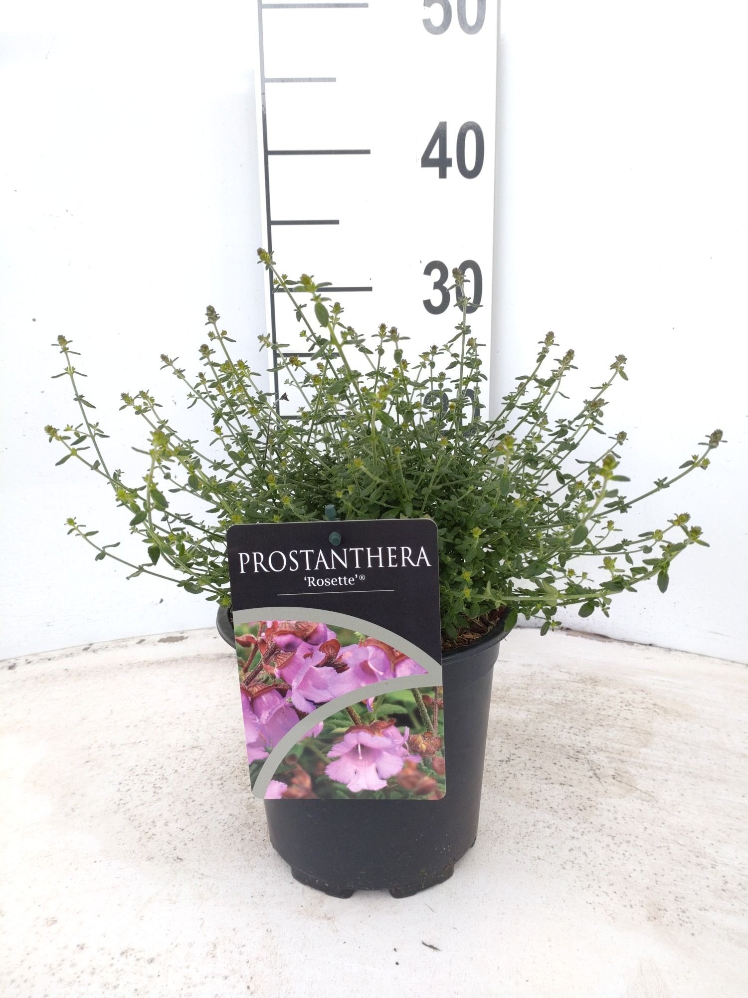 Prostanthera Rosetta®, D 17
