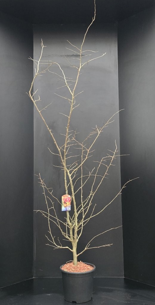 Parrotia persica, D 32