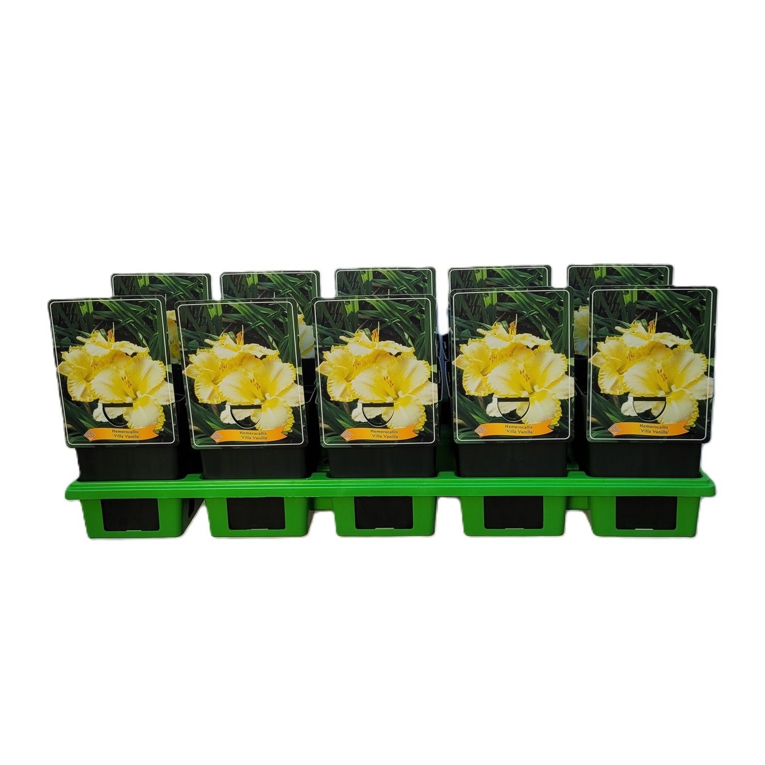 Hemerocallis 'Villa Vanilla' P11, D 11