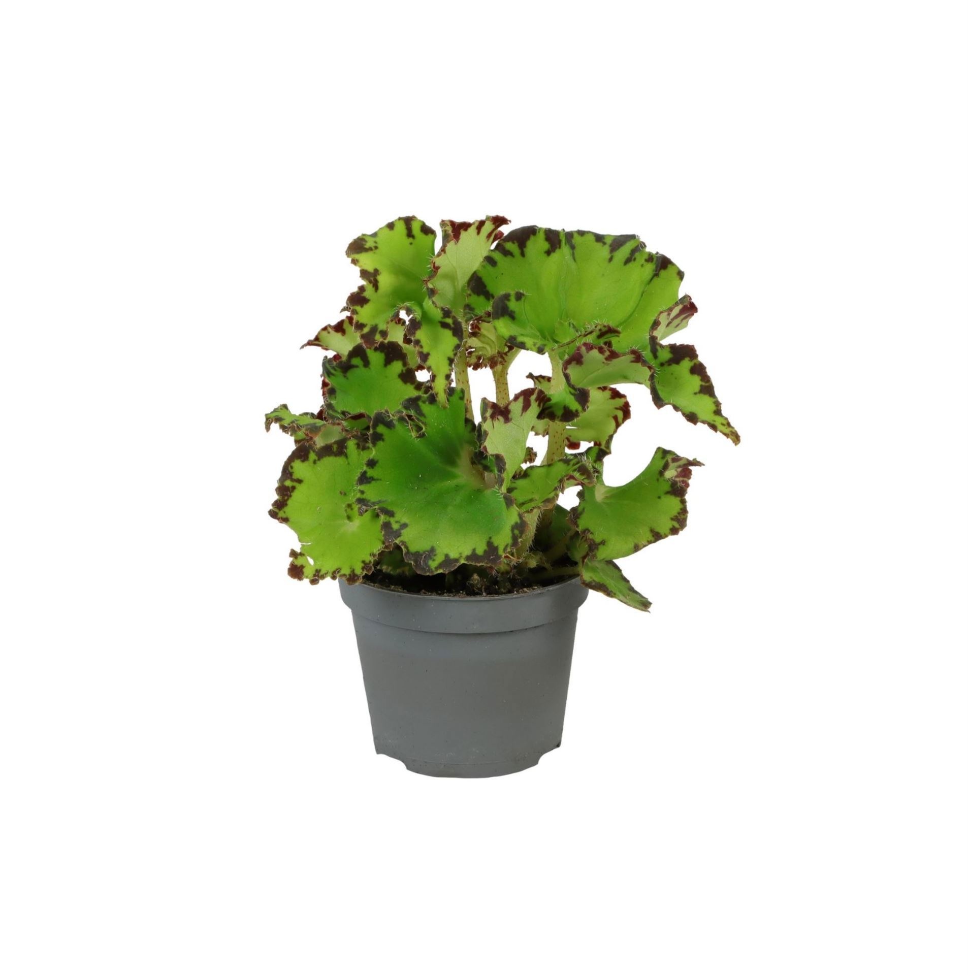 Begonia Rex Red Jive�, D 6