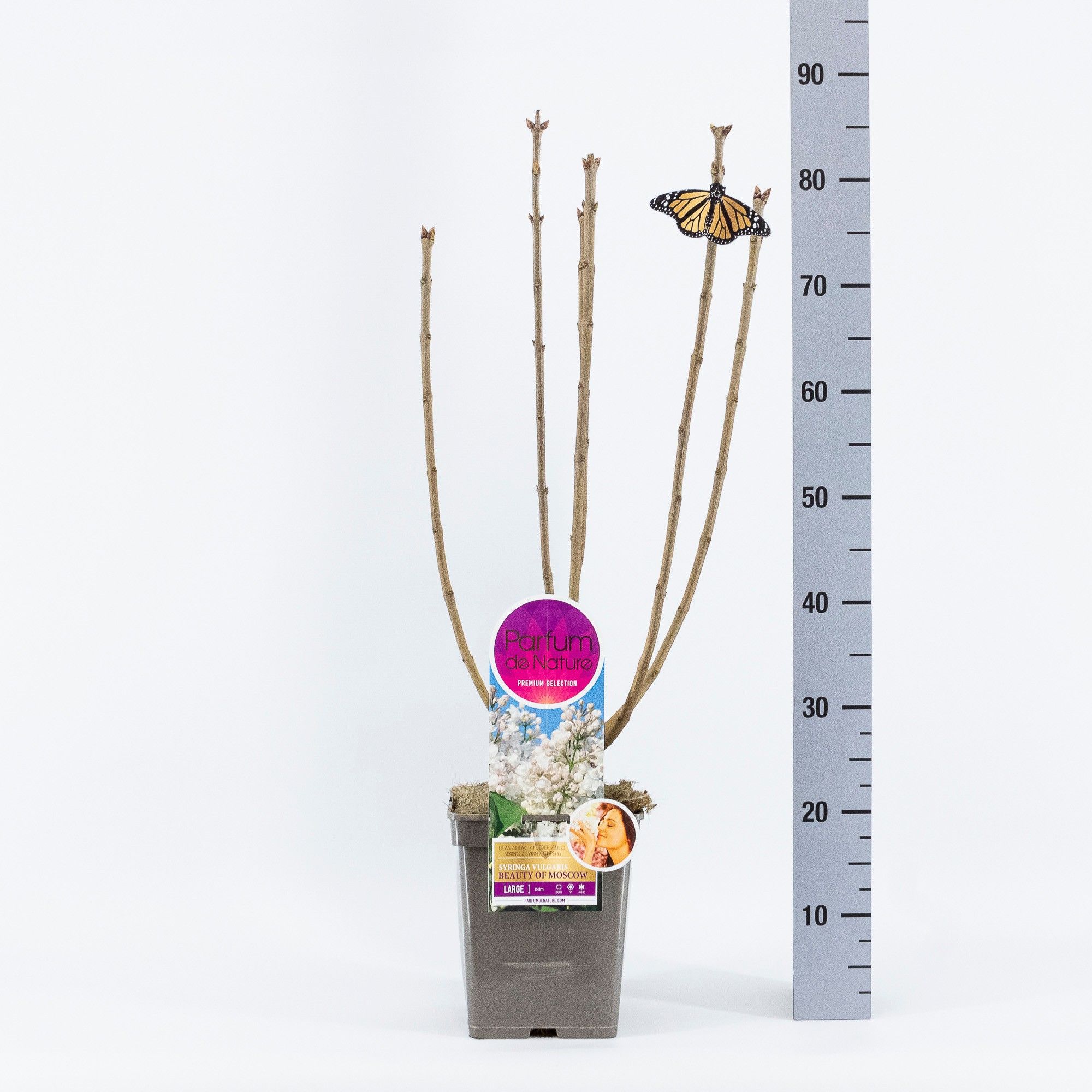 Syringa Beauty of Moscow, 'Premium Selection', C5, D 23