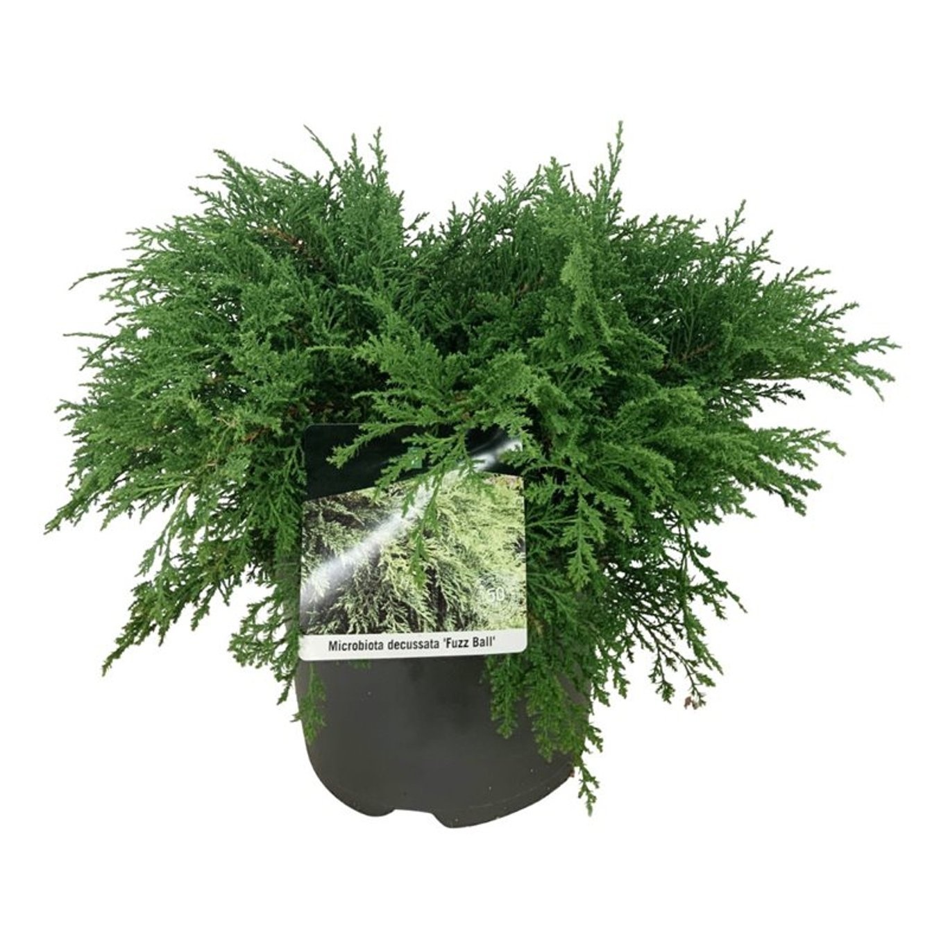 Microbiota decuss. 'Fuzzball', D 26